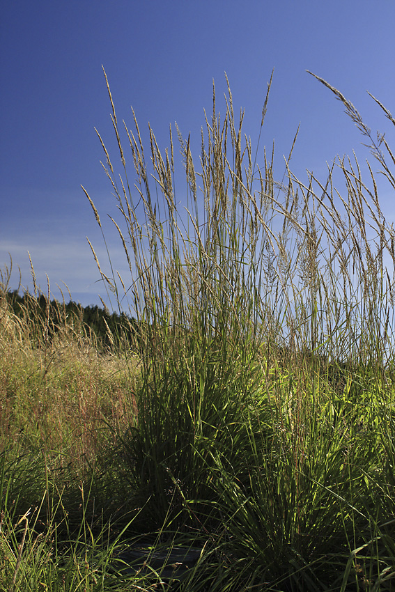 Grass - larger format