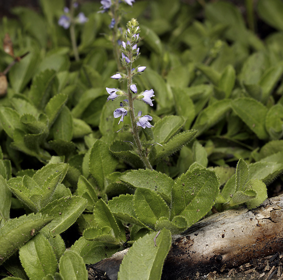 Common speedwell - smaller format