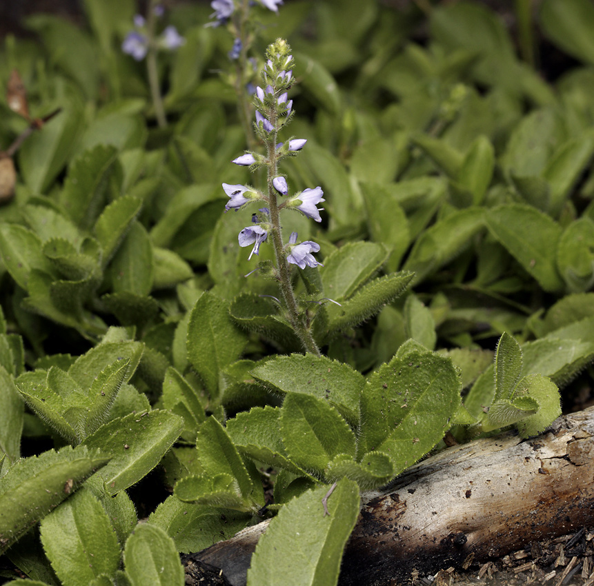 Common speedwell - larger format