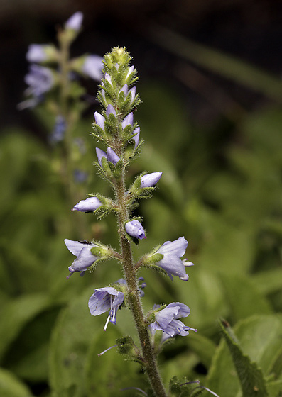 Common speedwell - smaller format