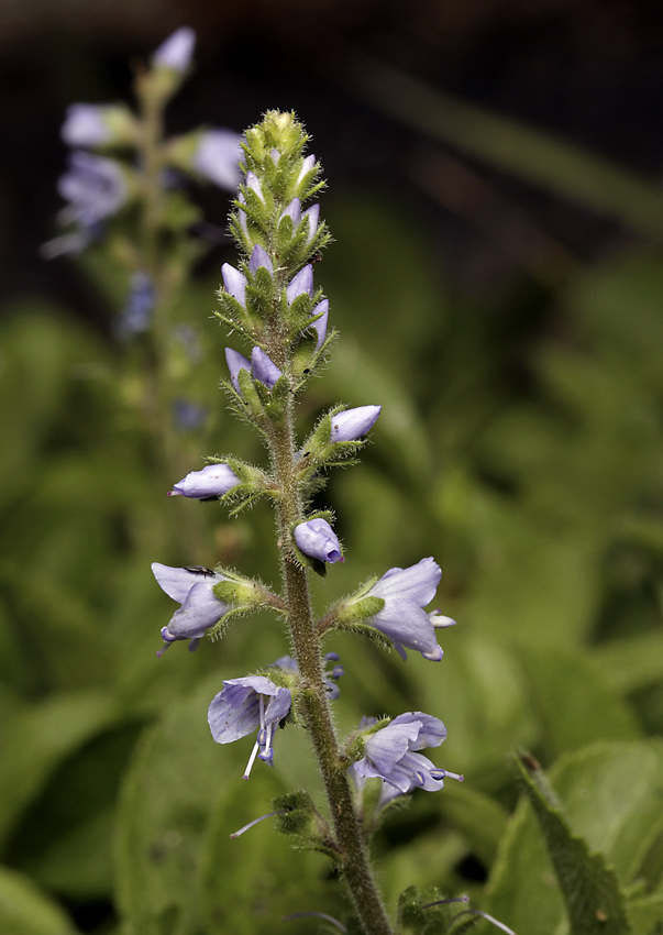 Common speedwell - larger format