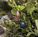 Flower and fruit of the bilberry - main link