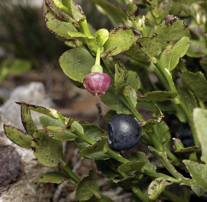 Flower and fruit of the bilberry - larger format