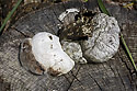 Polypore - main link