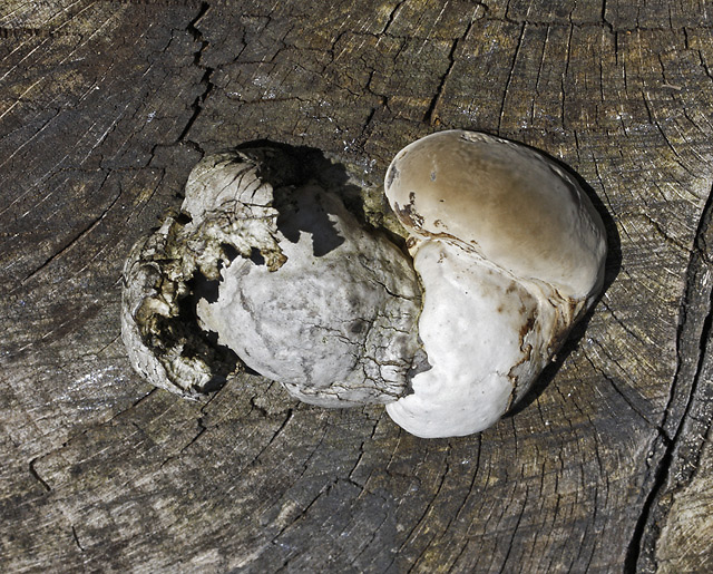 Polypore - smaller format