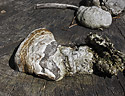 Polypore - main link