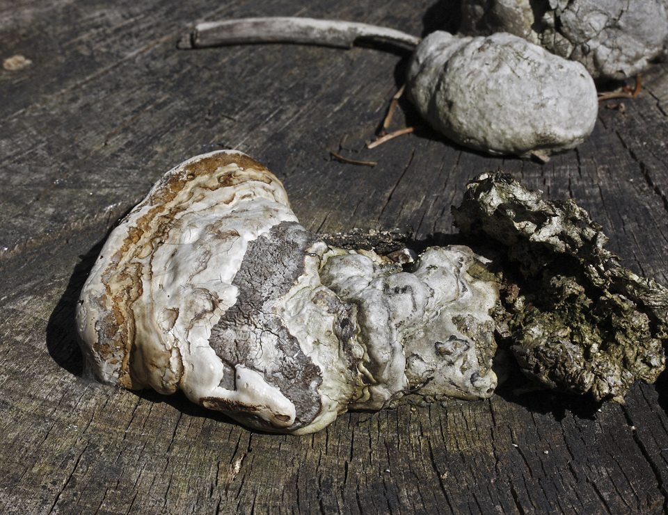 Polypore - larger format