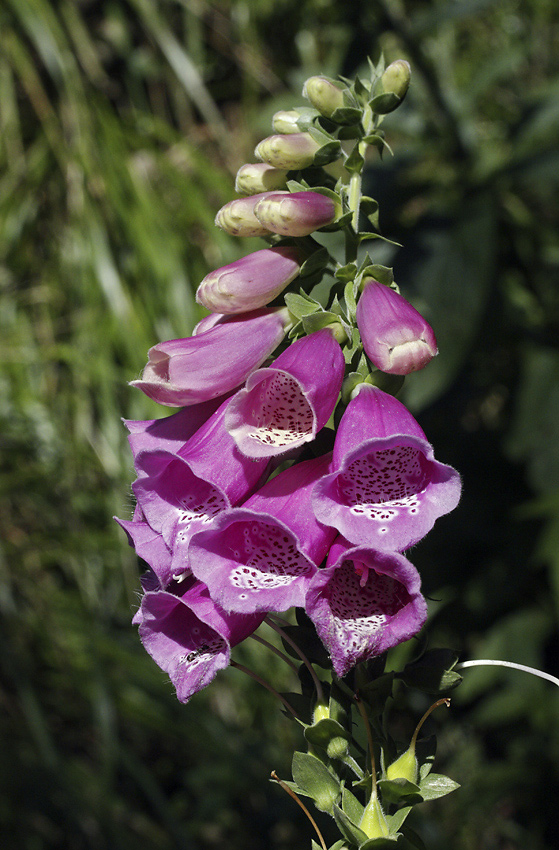 Fairy bell - larger format