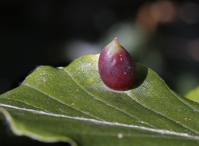 Gall - smaller format