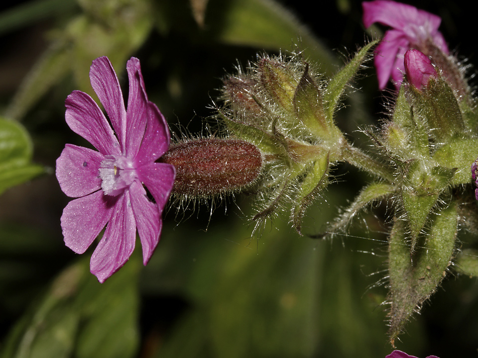 Campion - larger format