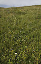 Flowering meadow - main link