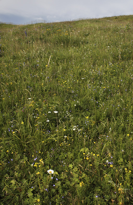 Flowering meadow - larger format