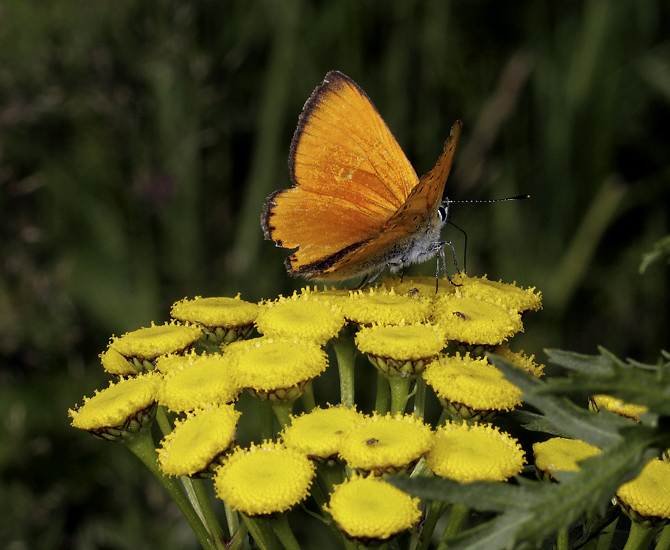 Scarce copper - larger format