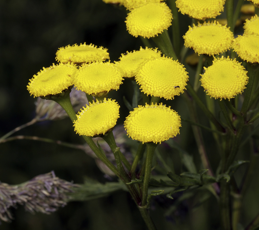 Tansy - larger format