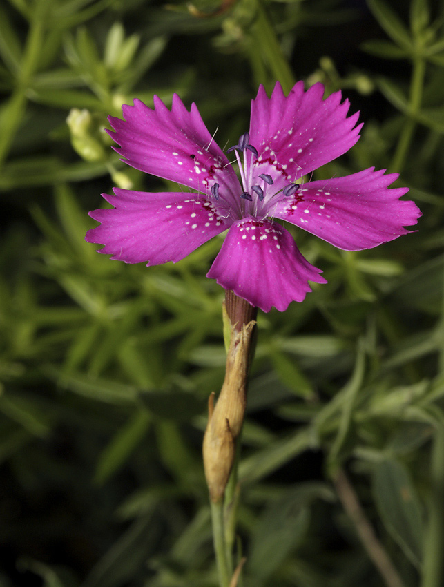 Maiden pink - larger format