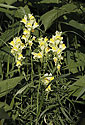 Toadflax - main link