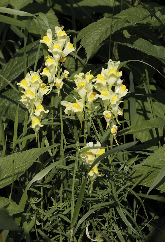 Toadflax - larger format