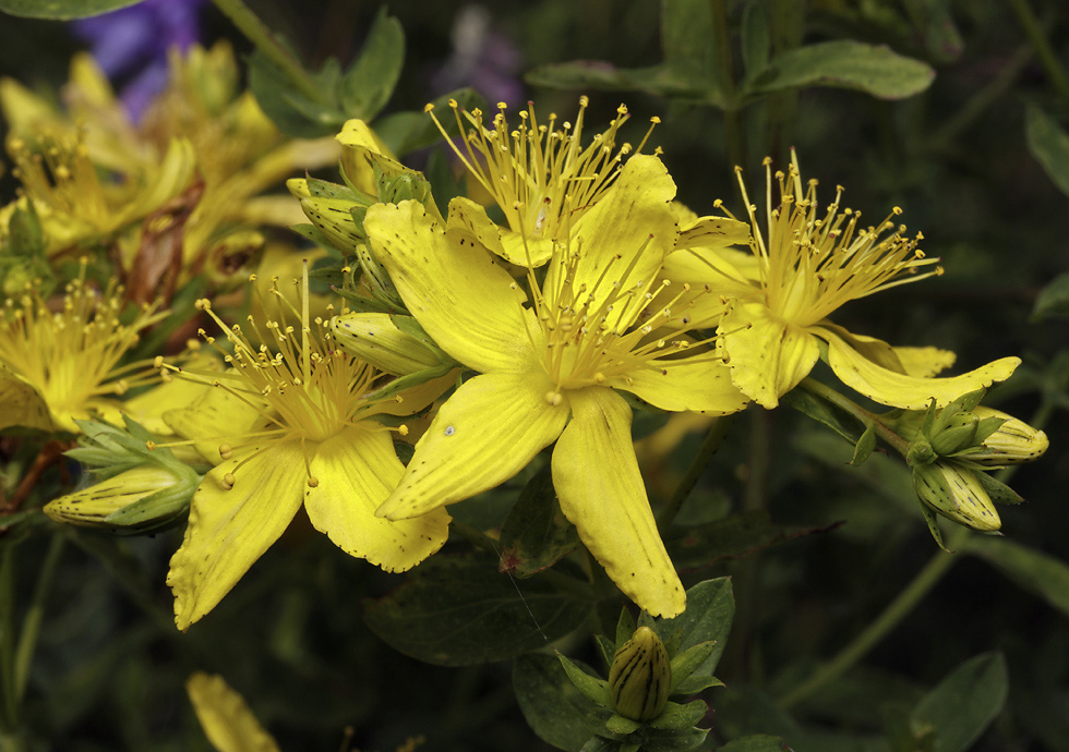 St. John`s wort - larger format