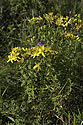 St. John`s wort - main link