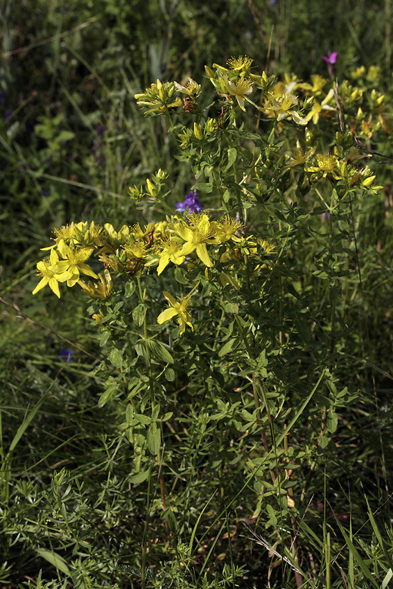 St. John`s wort - larger format