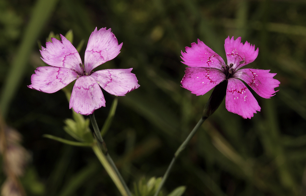 Maiden pink - larger format