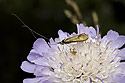 Nemophora metallica - main link