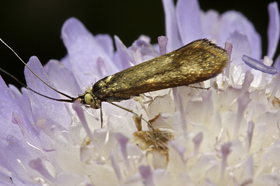 Nemophora metallica - larger format