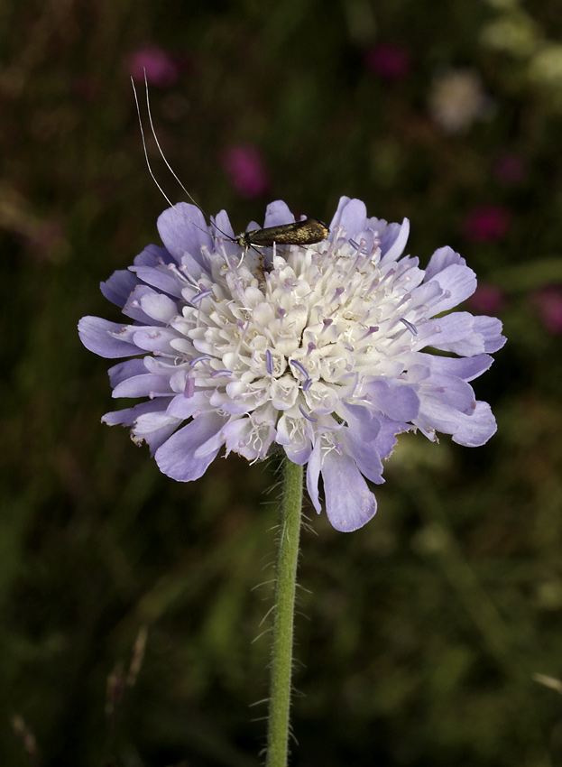 Nemophora metallica - larger format