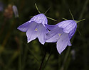 Harebell - main link