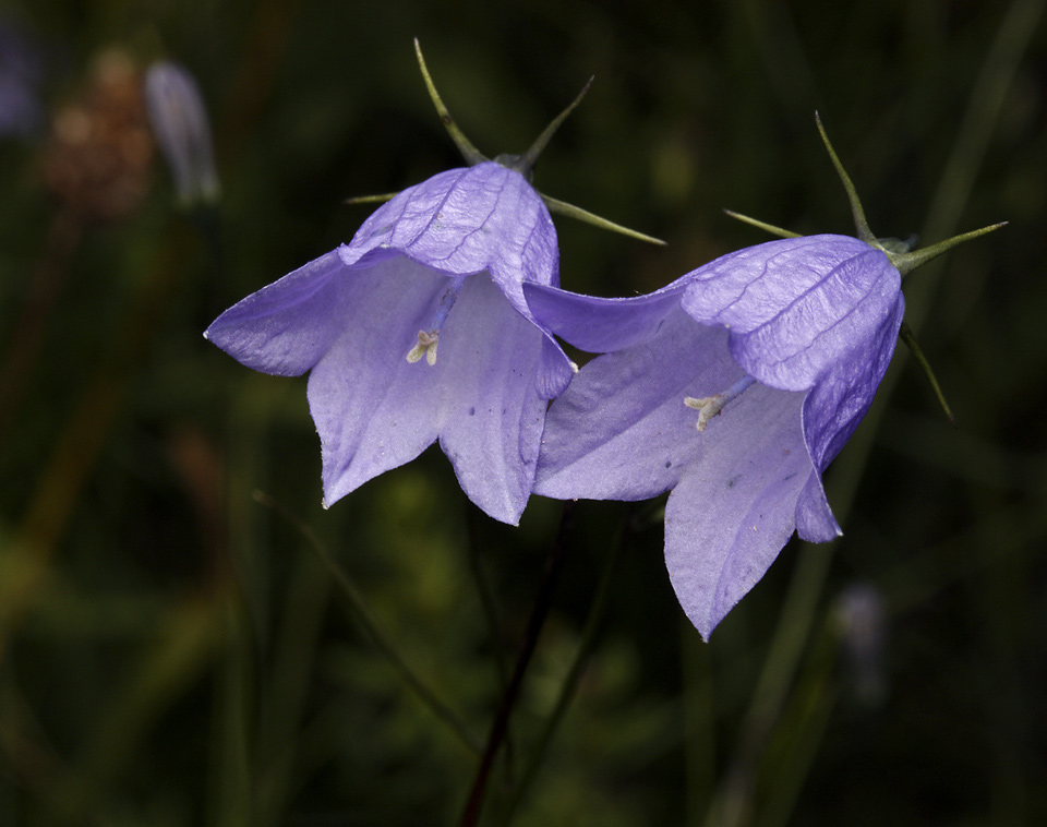 Harebell - larger format