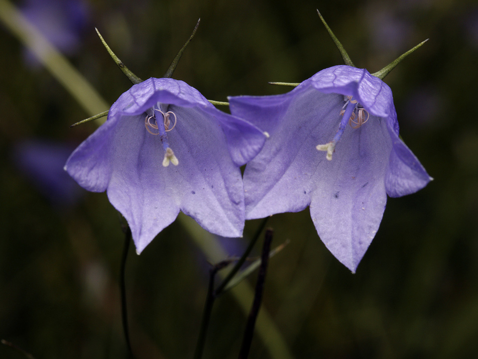 Harebell - larger format