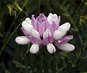 Crown vetch - main link