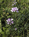 Crown vetch - main link