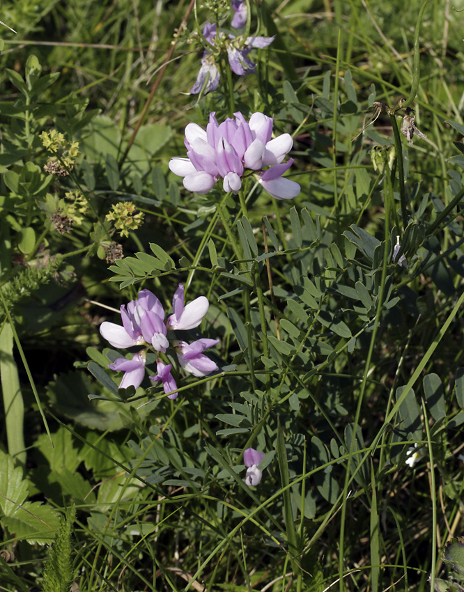 Crown vetch - larger format