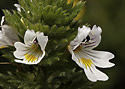 Eyebright - main link