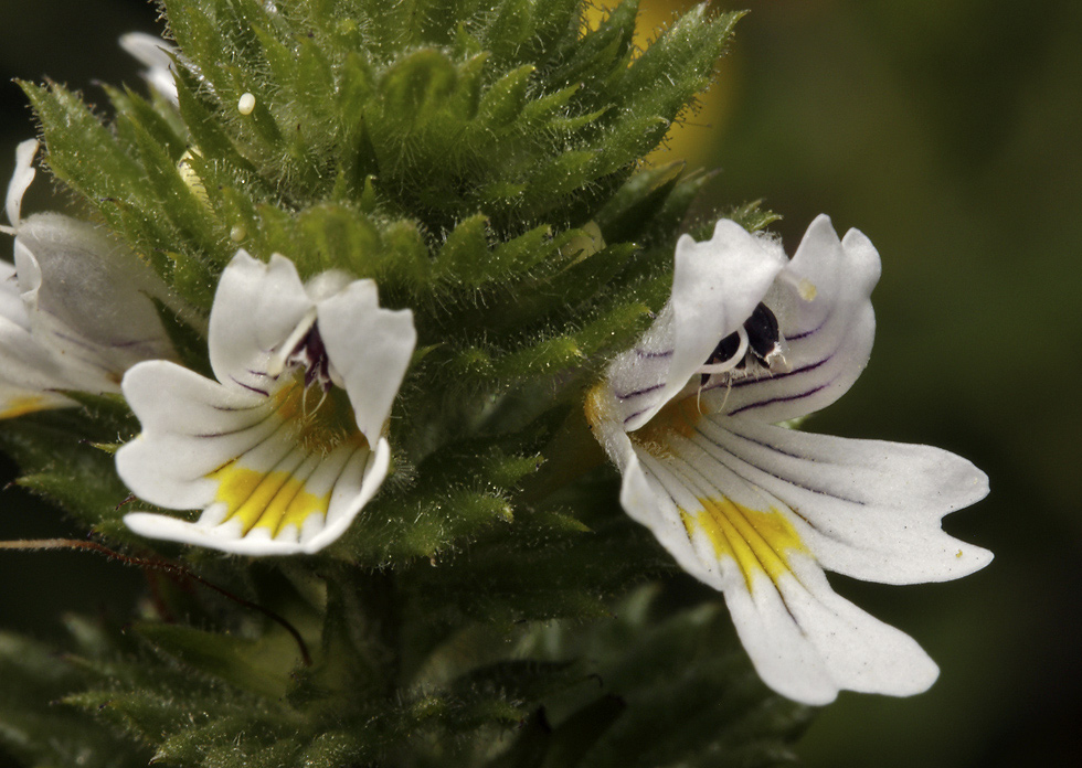 Eyebright - larger format