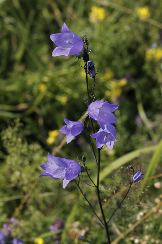 Harebell - larger format