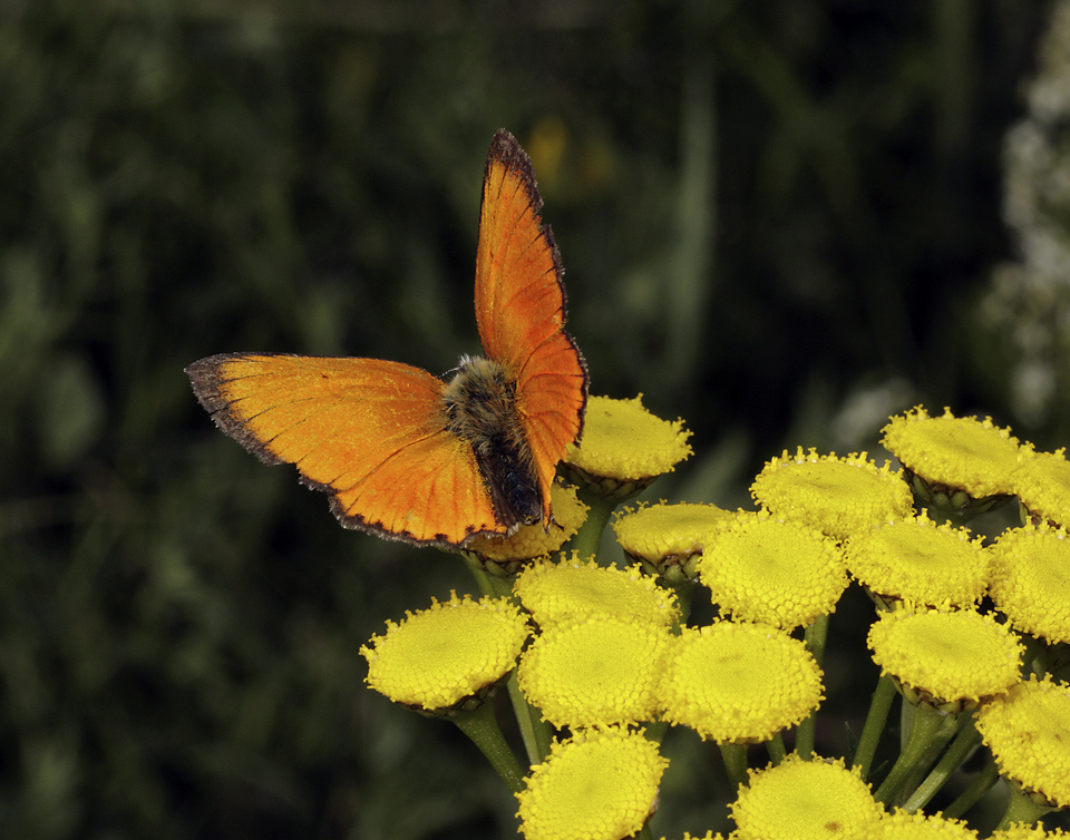 Scarce copper - larger format