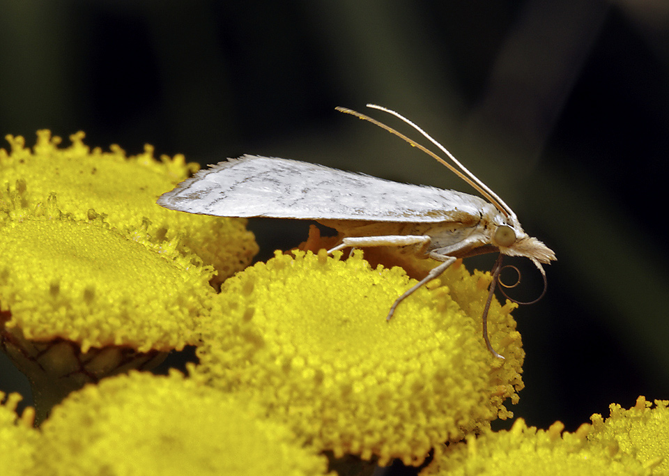 Grass moth - larger format