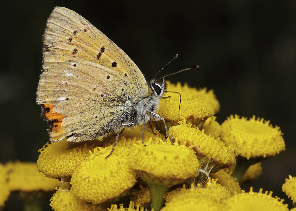 Scarce copper - larger format