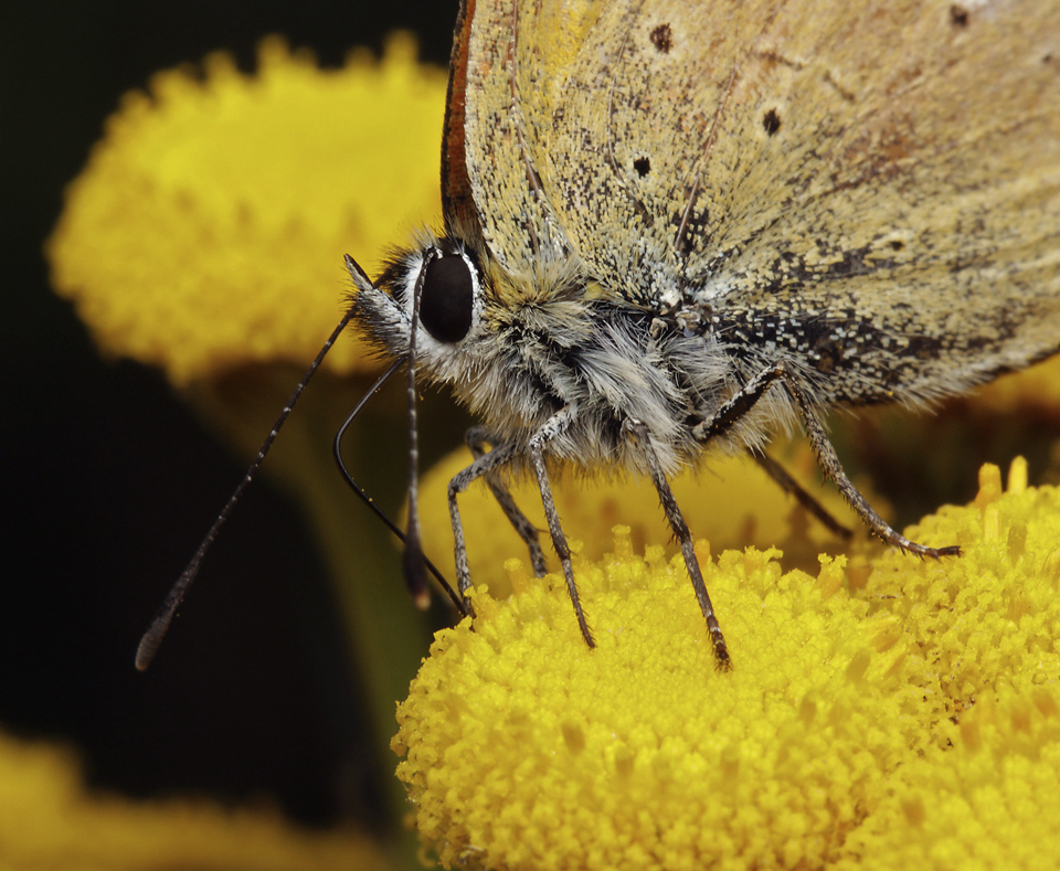 Scarce copper - larger format