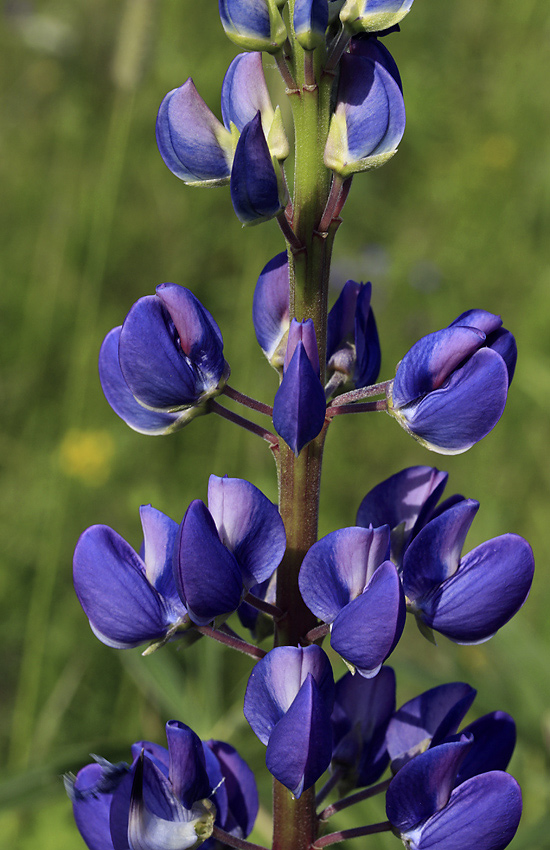 Lupin - larger format