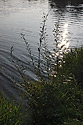 At "Vltava" river - main link