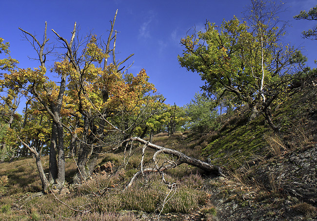 Autumn on the "Little Beldam Hill" - smaller format