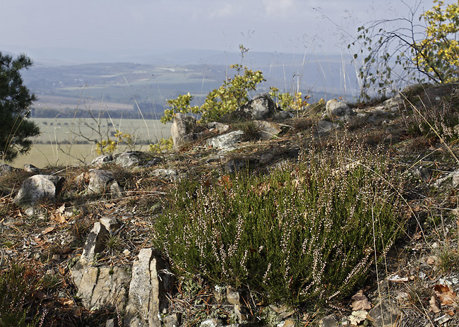 Vista from the "Little Beldam Hill" - smaller format