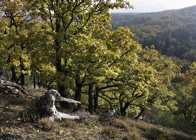 Autumn on the "Little Beldam Hill" - smaller format