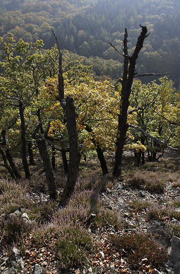 Autumn on the "Little Beldam Hill" - smaller format