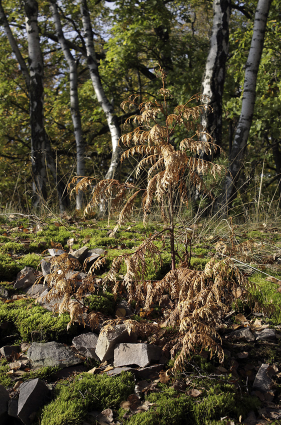 On the "Little Beldam Hill" - larger format