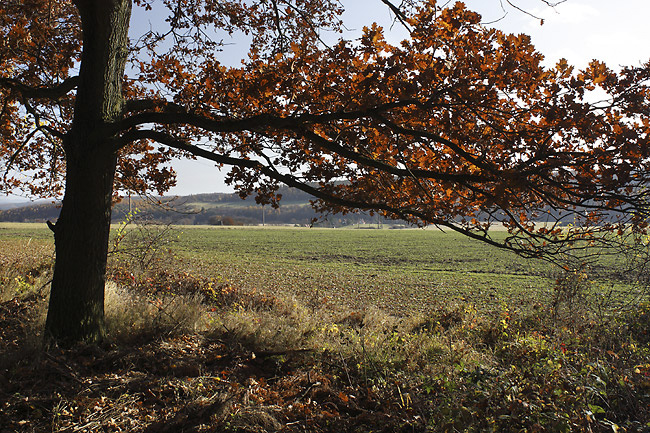 Autumn on "Brdy" - smaller format