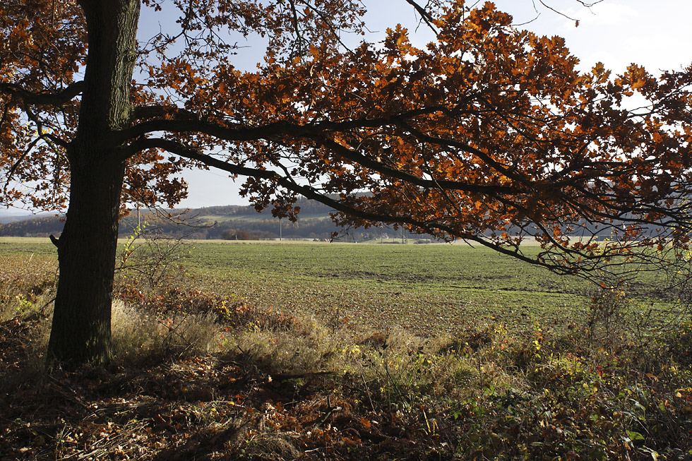 Autumn on "Brdy" - larger format